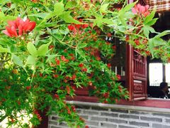 -黄海国家森林公园