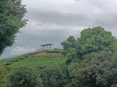 -龙坞茶村