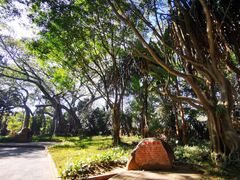 -瑞丽独树成林风景区