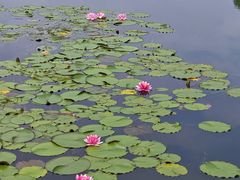 -金银湖国家城市湿地公园
