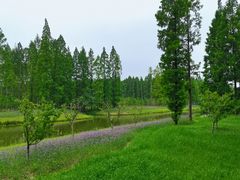 -黄海国家森林公园