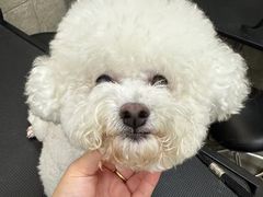 -帕帕拉兹宠物(亚洲旗舰店)