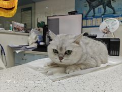 -瑞鹏·疫苗·绝育·宠物医院(广九店)
