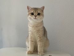 -琪喵猫屋·撸猫猫咖·猫舍