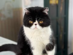 -猫小院猫主题餐厅(南锣旗舰店)