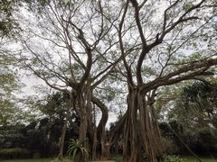 -瑞丽独树成林风景区