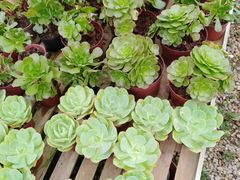 -桂林市花鸟市场