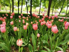 -长春公园(普阳街道)