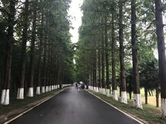 -黄海国家森林公园