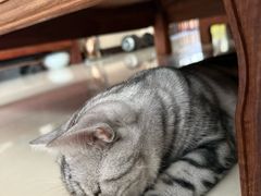 -贝康宠物医院·犬猫全科·小动物特色诊疗中心(东环路店)