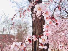 -桃花堤公园