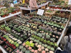 -三圣花乡旅游区