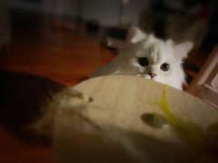 -欣宠猫屋·矮脚拿破仑·蓝金金渐层