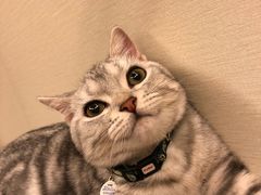 -爱妮康宠物医院·干细胞免疫细胞·肿瘤·心脏(张江店)