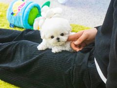 -萌宠之家·腊肠犬·马尔泰·小体犬舍