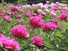 -洛阳市隋唐城遗址植物园