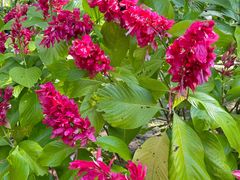 -中国科学院西双版纳热带植物园
