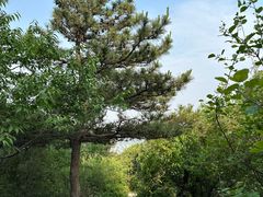 -北京西山国家森林公园