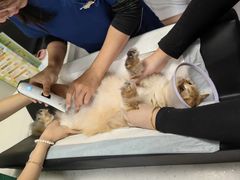 -瑞派宠物医院·犬猫全科·猫友好(宾水西道店)