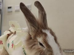 -美迦爱-牙专科·兔科·骨科诊疗中心(北苑店)