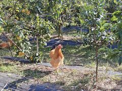 -尚果生态采摘园