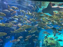 -泉城欧乐堡海洋极地世界