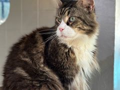 -豆逗聊愈猫阁Easy Life