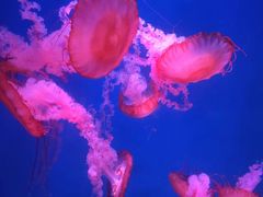 -海合安青岛极地海洋公园