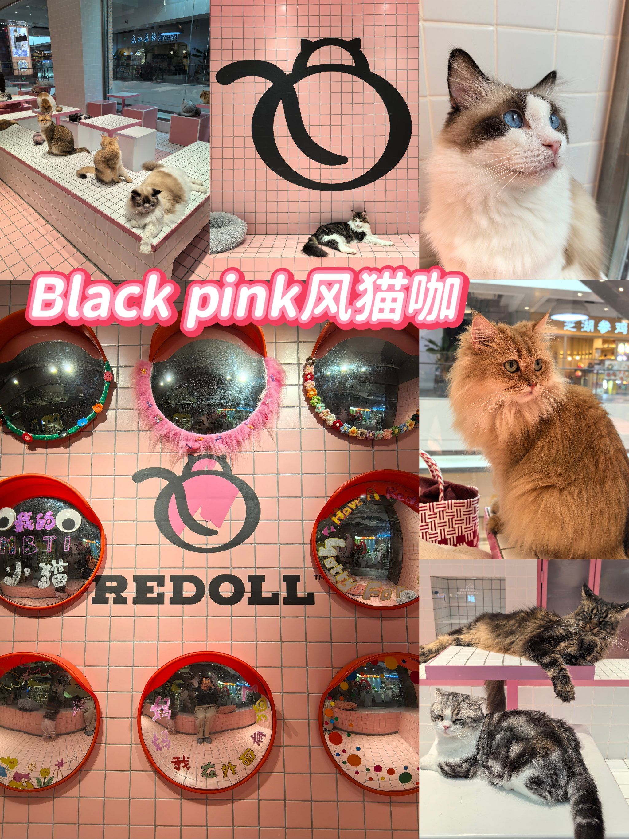 找猫咖兼职在哪找
