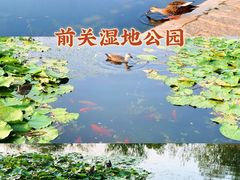 -前关湿地公园