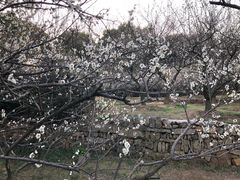 -香雪海