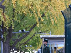 -三里屯东五街银杏大道