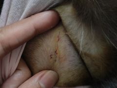 -伟伟宠物医院·CT影像中心·瑞派犬猫综合性门诊(汉口总院)