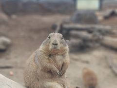 -大连森林动物园