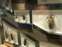 -上海昆虫博物馆