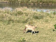 -溱湖国家湿地公园