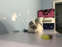 -喵的天空名猫咖啡馆·撸猫·猫舍·用品