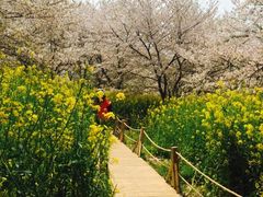 场地-东湖磨山景区樱花园-停车场