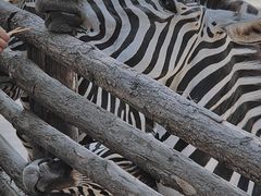 -泉州海丝野生动物世界