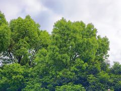 -惠山国家森林公园