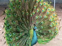 -北京麋鹿生态实验中心