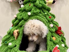 -有喵·猫咖·狗咖·30几只猫10只小狗(岗厦店)