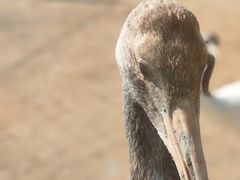 -盐城丹顶鹤湿地生态旅游区