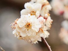 -梅花山(明孝陵内)