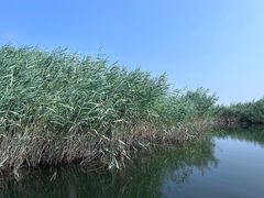 -白洋淀风景区