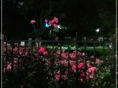 -大关公园