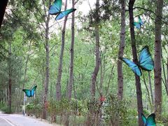 -合肥滨湖国家森林公园