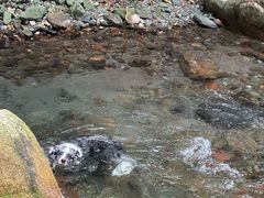 -西岭雪山大飞水景区