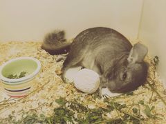 iphone_upload_pic-龙猫仔乐园(惠福东路店)