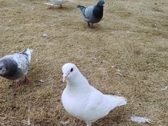 -合肥滨湖国家森林公园